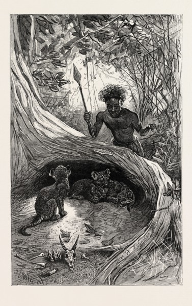 I SAW IN THE HOLLOW BETWEEN THE ROOTS OF A BIG TREE THREE LITTLE CUBS ABOUT TWO MONTHS OLD,
