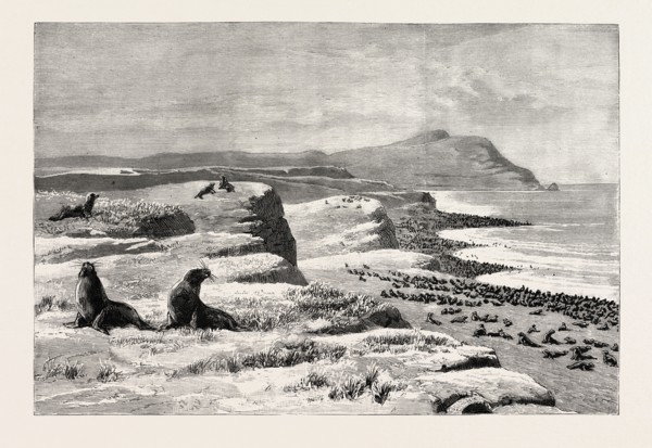 THE AMERICAN FISHERIES QUESTION, FUR SEAL ROOKERY IN THE PRIBYLOV ISLANDS, US, USA, America, United