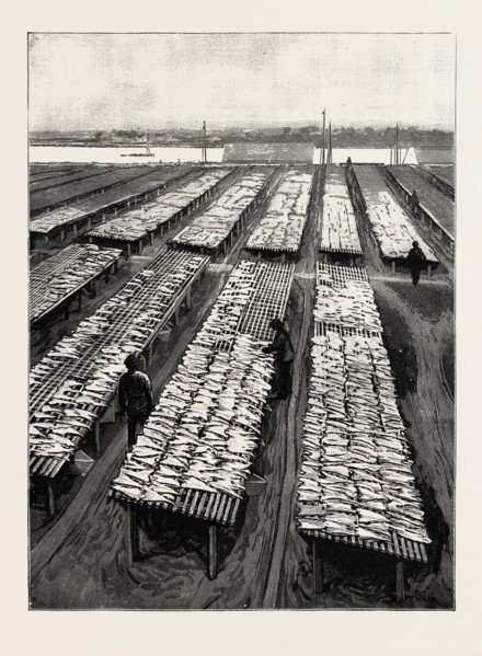 THE AMERICAN FISHERIES QUESTION, COD DRYING ON FLAKES AT GLOUCESTER, MASSACHUSETTS, US, USA,