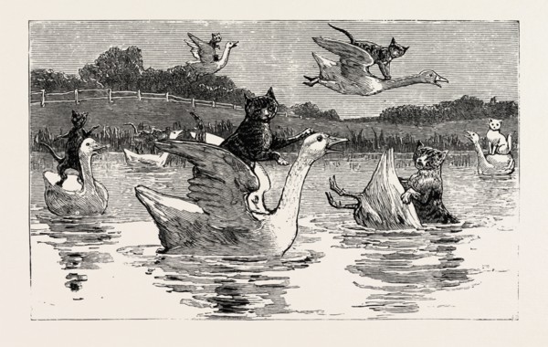 To show them his poultry, he turned them all loose, When each nimbly leaped on the back of a goose