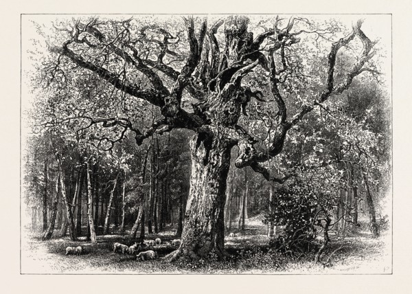 OAKS AT NID D'AIGLE, FOREST OF FONTAINEBLEAU, FRANCE, 19th century engraving