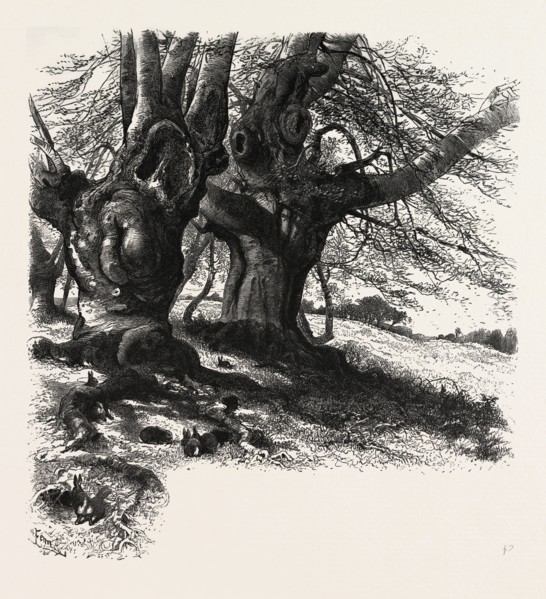 Burnham Beeches, the forest scenery of Great Britain, UK, U.K., Britain, British, Europe, United