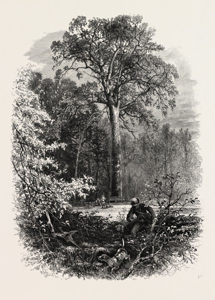 The Victoria Oak, Windsor Forest, the forest scenery of Great Britain, UK, U.K., Britain, British,