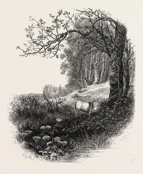 High Beech, Epping Forest, the forest scenery of Great Britain, UK, U.K., Britain, British, Europe,