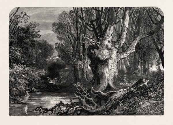 IN THE NEW FOREST, LYMINGTON, UK, Great Britain, United Kingdom, 19th century engraving