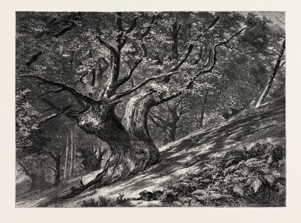 AT CONEY HILL, HAYES COMMON, KENT, UK, Great Britain, United Kingdom, 19th century engraving