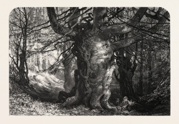 BURNHAM BEECHES, UK, Great Britain, United Kingdom, 19th century engraving