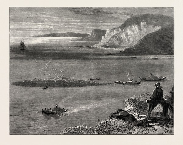 Pilchard Fishing of the Lizard, the south coast, UK, U.K., Britain, British, Europe, United
