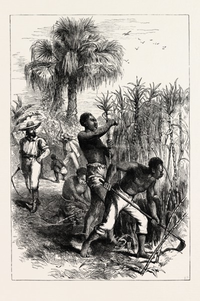 SLAVES WORKING ON A PLANTATION, UNITED STATES OF AMERICA, US, USA, 1870s engraving