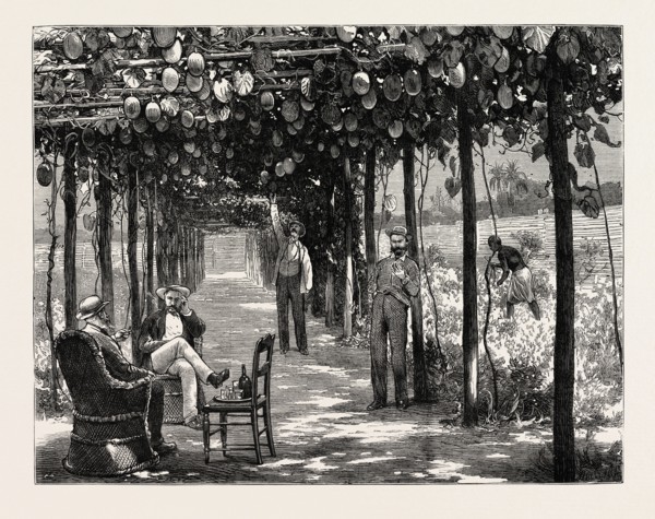 VINERY OF MARACITJA, AT EMBOMA, CONGO RIVER, COAST OF AFRICA