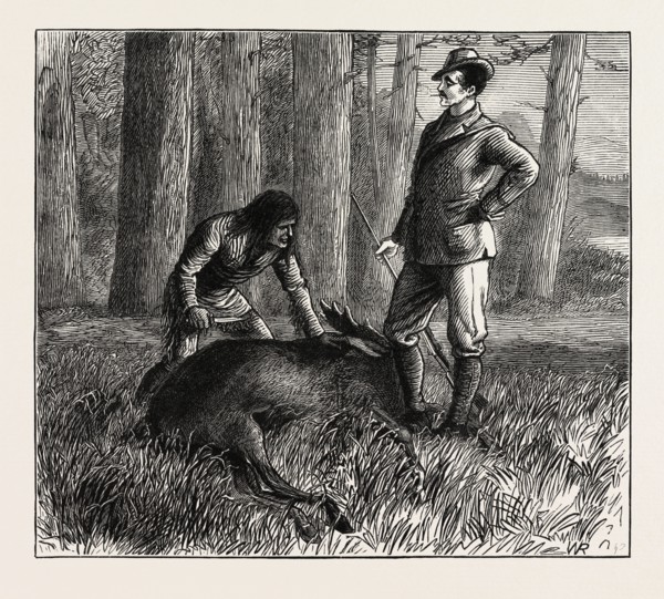 THE DEAD MOOSE