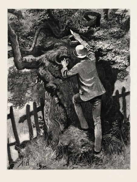 DRAWN BY ARTHUR HOPKINS, THE TREE, engraving 1884, life in Britain, UK, britain, british, europe,