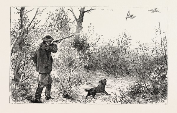 WOODCOCK SHOOTING, engraving 1884