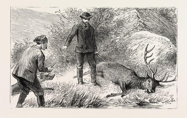 NO NEED FOR THE COUP DE GRACE, engraving 1884, HUNT, HUNTING