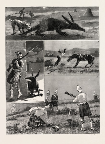SOUTH AFRICA, I. Capture of an Aard Vark or Earth Pig. 2. A Sentinel Surprised by the Aard Vark. 3.