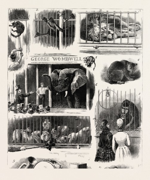 SALE OF THE ROYAL WINDSOR CASTLE MENAGERIE, I. How to Move a Wild Cat or Devil. 2. How Much For Us