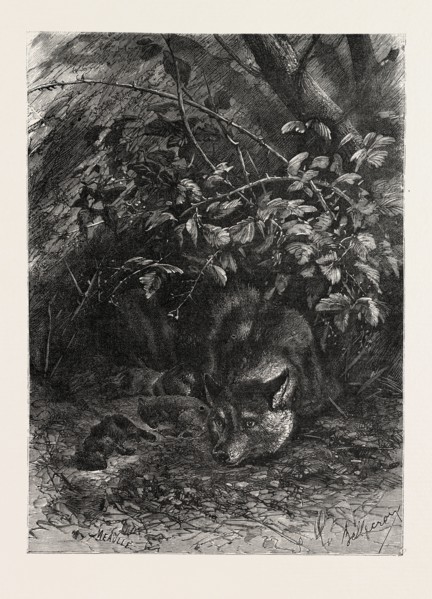 THE WOLF IN ITS LAIR, ENGRAVING 1882