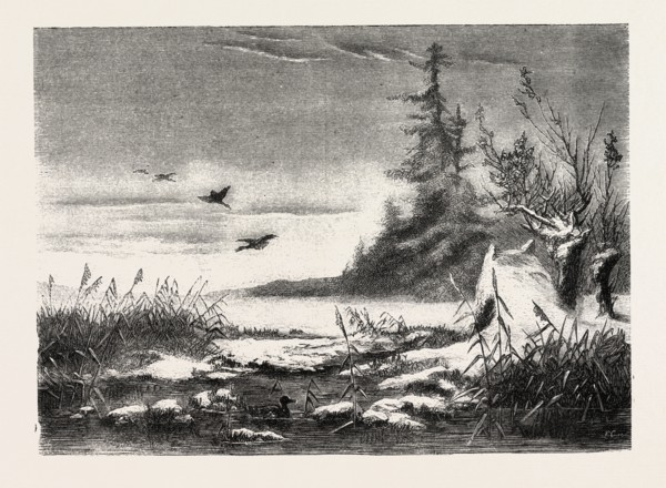 AMBUSH FOR DUCK SHOOTING, ENGRAVING 1882
