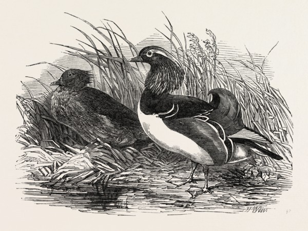 MANDARIN DUCKS, 1851 engraving