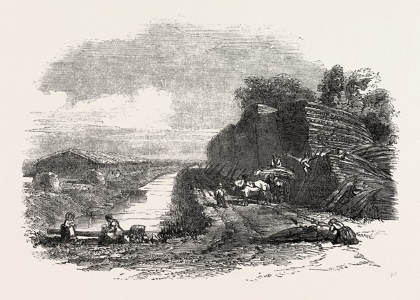 WHITTLESEA MERE, STACKING REED, BY THE HOLME LODGE, UK, 1851 engraving