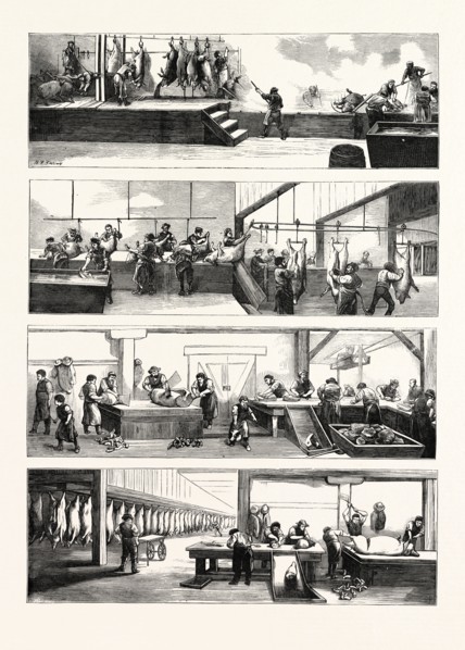 AMERICAN INDUSTRY AND COMMERCE, HOG-SLAUGHTERING AT CINCINNATI, UNITED STATES OF AMERICA, US, USA,