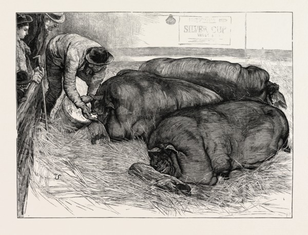 THE FINISHING TOUCH: A SKETCH FROM LIFE AT THE SMITHFIELD CLUB SHOW, UK, 1873 engraving