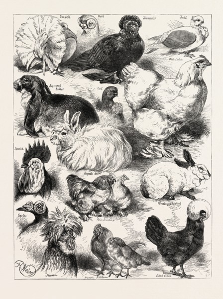THE POULTRY, PIGEON, AND RABBIT SHOW AT THE CRYSTAL PALACE, LONDON, UK; Fantail, Bart, Lop eared