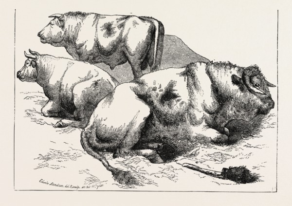 COWS AND BULLS, BY EDWIN LANDSEER, 1802-1873, PAINTER, 1873 engraving