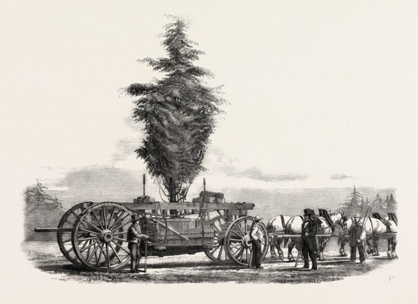 REMOVAL OF A LARGE, TREE FROM CHISWICK TO THE NEW GARDENS OF THE HORTICULTURAL SOCIETY AT SOUTH