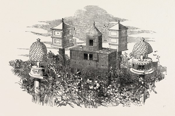 BEEHIVES, BY NEIGHBOUR AND SON