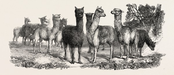 ALPACAS, IN THE KNOWSLEY MENAGERIE, UK