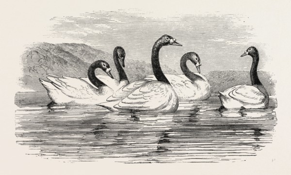 BLACK-NECKED SWANS, IN THE KNOWSLEY AVIARY, UK