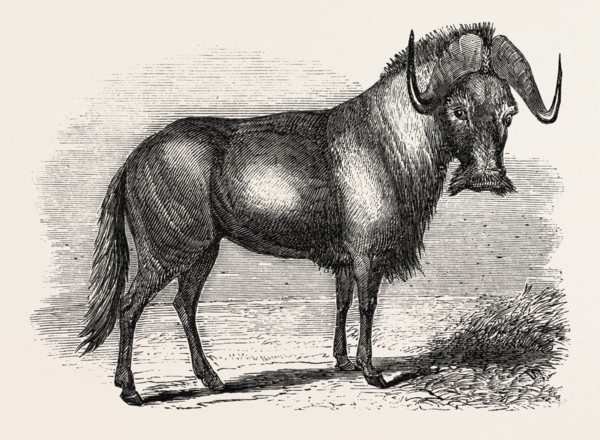 SALE OF THE KNOWSLEY MENAGERIE: GNU