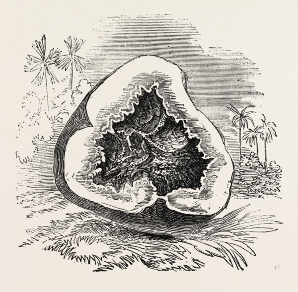 SECTION OF DARJEELING POTATO AFFECTED WITH THE ROT