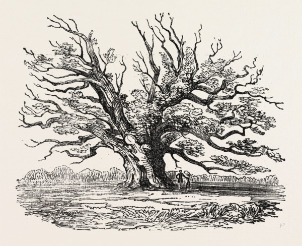 THE FAIRLOP OAK IN HAINAULT FOREST, SIXTY YEARS SINCE