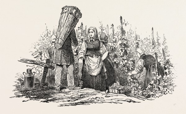 THE LIEBFRAU VINTAGE, GATHERING GRAPES