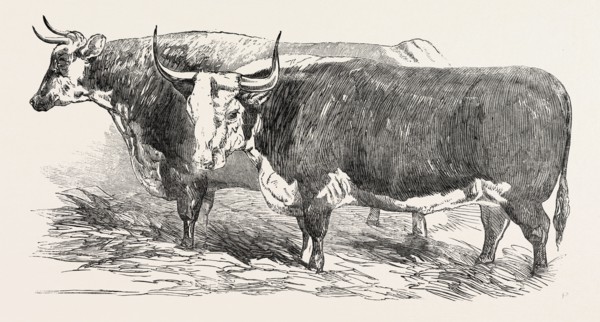 SMITHFIELD CLUB PRIZE CATTLE: MR. JOSEPH GILLETT'S DURHAM, OR SHORT-HORNED COW, AND MR. JOSEPH