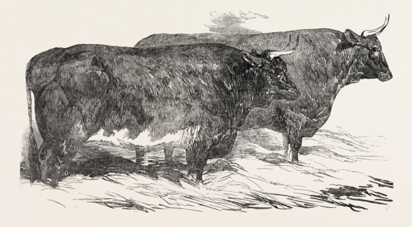 SMITHFIELD CLUB PRIZE CATTLE: MR. DRUCE' SHORT-HORNED AND HEREFORD HEIFER, AND THE EARL OF