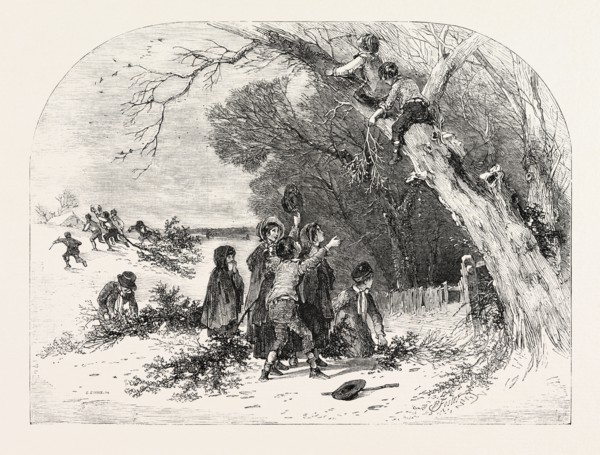 GATHERING MISTLETOE, DRAWN BY FOSTER