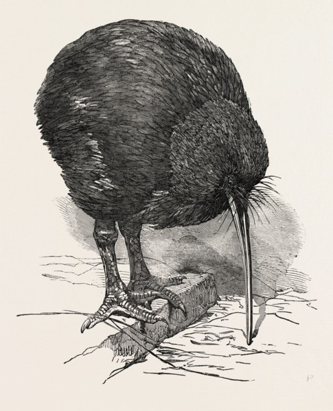APTERYX IN THE GARDENS OF THE ZOOLOGICAL SOCIETY, REGENT'S PARK, LONDON, UK