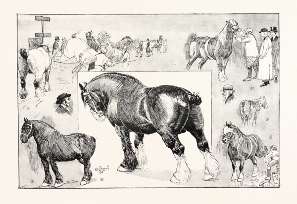 THE SHIRE HORSE SHOW AT THE ROYAL AGRICULTURAL HALL, UK: 1. Two-year-old stallions in the ring. 2.