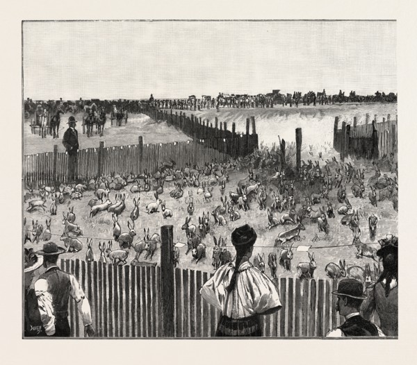 DRIVING JACK-RABBITS INTO A CORRAL, FRESNO, CALIFORNIA, UNITED STATES OF AMERICA, US, USA, 1893