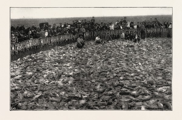 RESULT OF A DAY'S RABBIT-DRIVE, FRESNO, CALIFORNIA, UNITED STATES OF AMERICA, US, USA, 1893