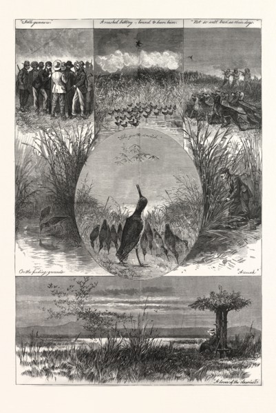 THE SNIPE, DRAWING GASTON FAY, engraving 1880