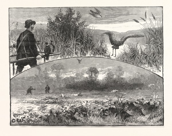REVIVAL OF FALCONRY, US, USA, AMERICA, UNITED STATES, AMERICAN, ENGRAVING 1880