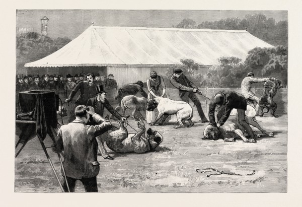 THE OLD ENGLISH MASTIFF CLUB SHOW AT THE CRYSTAL PALACE, LONDON, UK, 1890 engraving