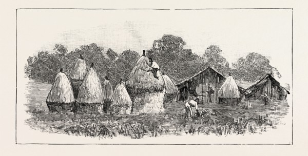 JAVANESE LABOURERS STACKING RICE, THE CROP WHICH IS GROWN AFTER THE TOBACCO IS CUT, SUMATRA,