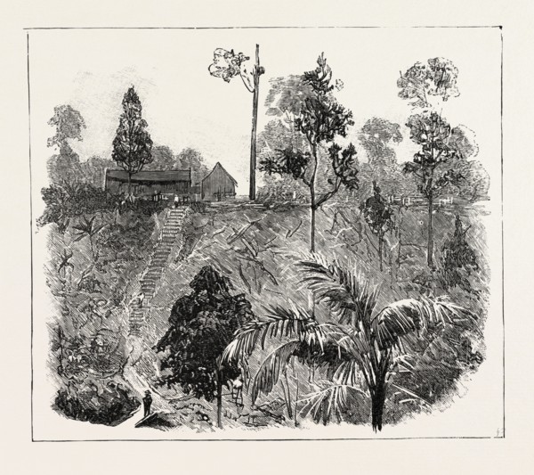 THE CULTIVATION OF TOBACCO IN SUMATRA, INDONESIA: JUNGLE-CUTTING ON A HIGH-LYING TOBACCO ESTATE,