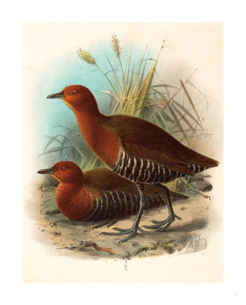 John Gerrard Keulemans (British, active 19th century ), Birds of Philippines, color lithograph