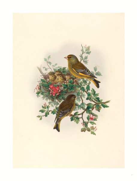 John Gould and H.C. Richter (British (?), active 1841  active c. 1881 ), Ligurinus chloris